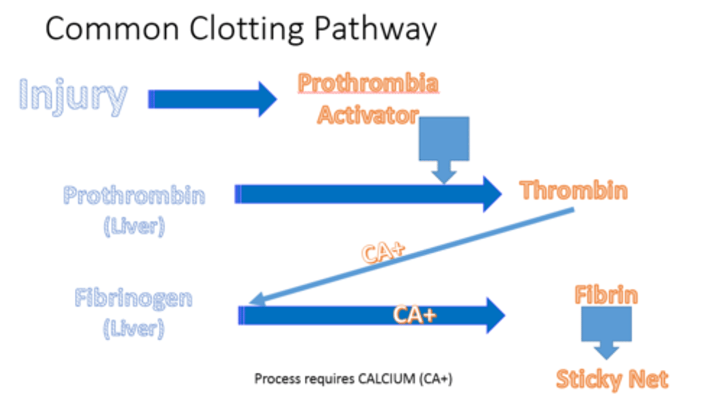 <p>a. Damaged cells release chemicals that activate clotting factors. In a cascade of reactions, one clotting factor activates the next until the prothrombin activator complex (or prothrombinase) is formed.</p><p>b. Prothrombinase catalyzes the following reaction:</p><p>prothrombin (plasma protein) → thrombin (another enzyme)</p><p>c. Thrombin catalyzes the following reaction:</p><p>fibrinogen (plasma protein) → fibrin (insoluble protein)</p><p>- The clot is insoluble fibrin.</p><p>d. retraction (also called syneresis)</p><p>Platelets "pull" fibrin taut. Serum escapes.</p>