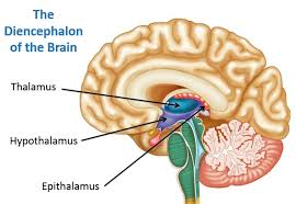 <ul><li><p>Lies on top of the brain stem</p></li><li><p>Enclosed by the cerebral hemispheres</p></li><li><p>Made of three parts:</p><ul><li><p><strong>Thalamus</strong></p></li><li><p><strong>Hypothalamus</strong></p></li><li><p><strong>Epithalamus</strong></p></li></ul></li></ul><p></p>