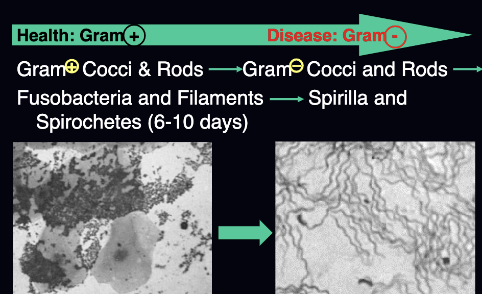 <p>health = gram (+)<br>disease = gram (-)</p>