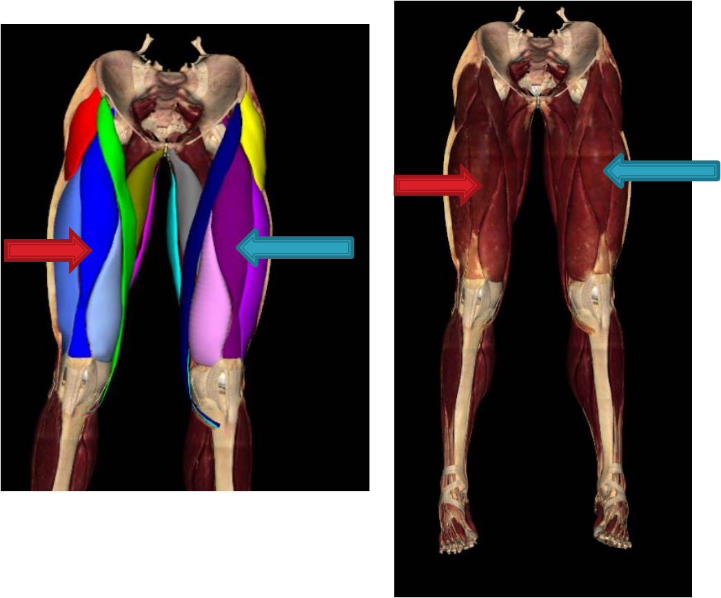 <p>rectus femoris</p>