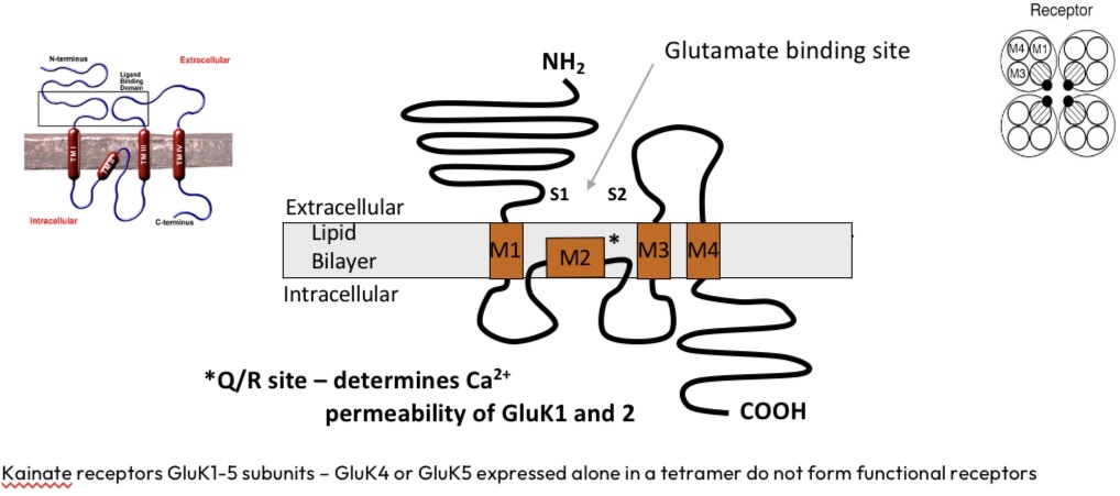 <p>GluK4 and 5 don’t form function receptors alone, must be both </p>
