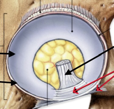 <p>Which ligament of the hip is located inside the hip socket?</p>