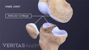 <p>a flexible connective tissue found in the articular ends of bones.</p>