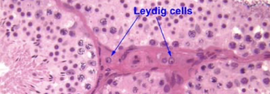 <p>They are arranged in <strong>clusters</strong> within the <strong>interstitial tissue</strong> between seminiferous tubules</p>