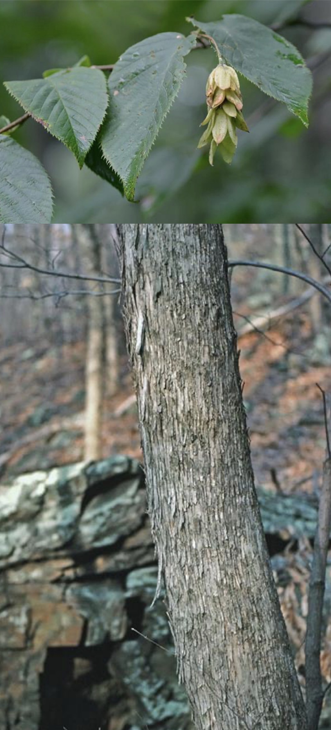 <p>ironwood </p>