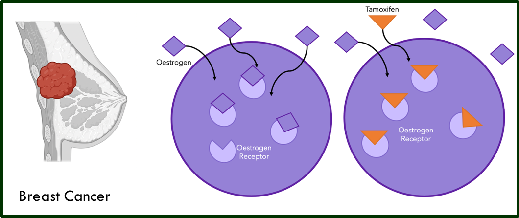<p>oestrogen mimic</p><ul><li><p>Tamoxifen - targets signals, not the tumour itself</p></li></ul><p></p>