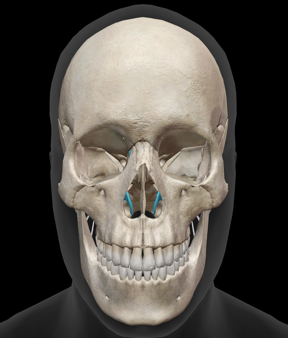 <p>What bone is this?</p>