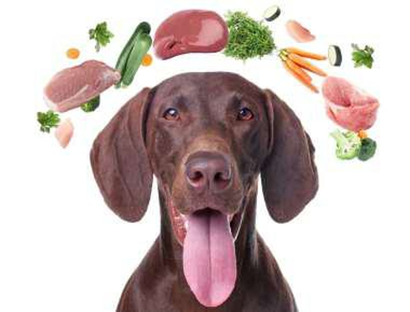 <p>Dogs are classified as omnivores, meaning they utilize both animal and plant proteins as energy sources.</p>