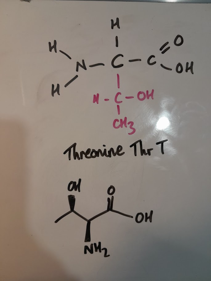 <ul><li><p>Thr</p></li><li><p>T</p></li><li><p>polar</p></li><li><p>hydroxylic</p></li></ul><p></p>