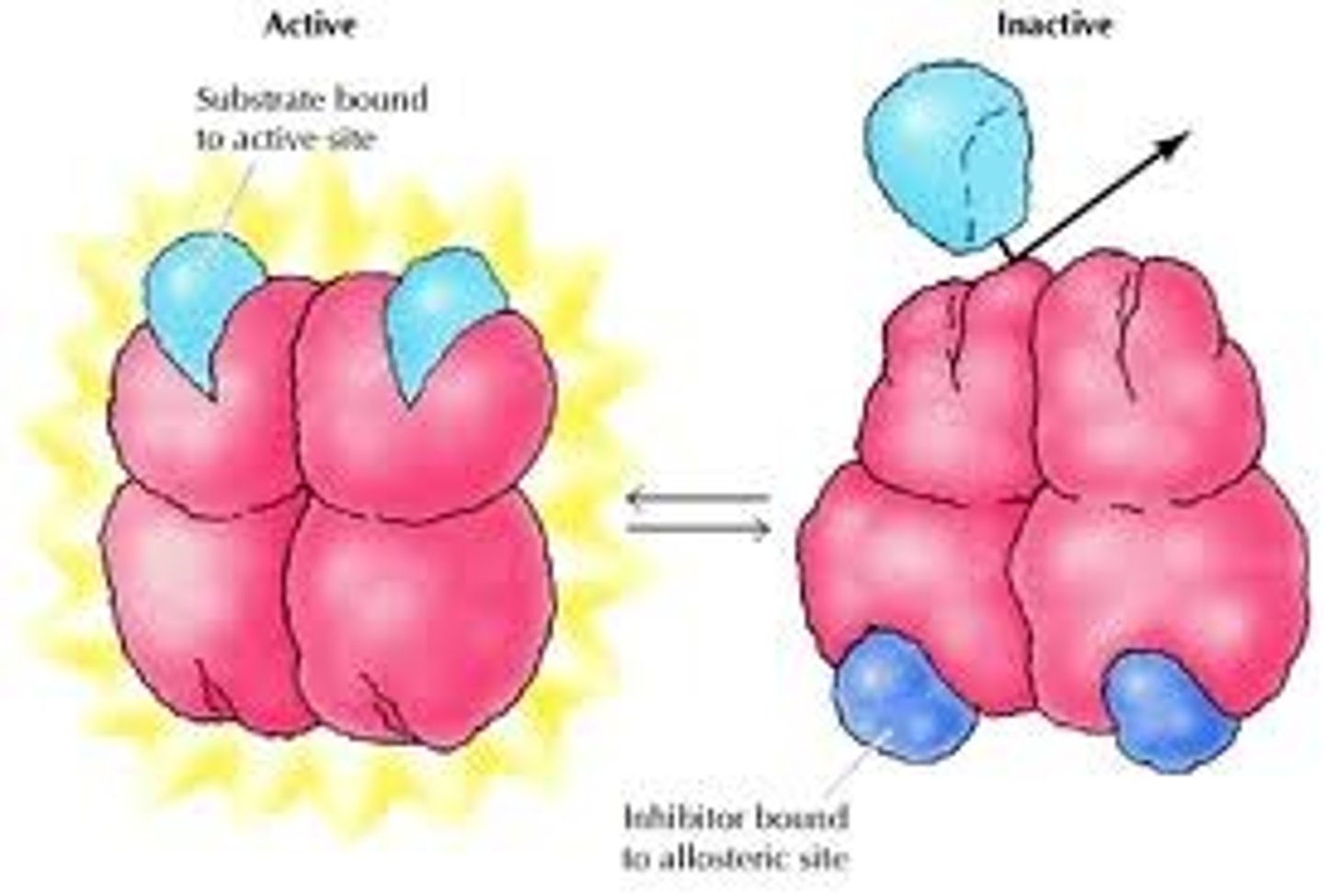 <p>The form of enzyme regulation brought about when an effector molecule binds to an enzyme at it's allosteric site, thus bringing about changes in it's conformation and therefor effecting it's ability to function. This form of regulation is immediately effective and also immediately reversible.</p>