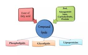 <p>Lipids containing fatty acids, an alcohol and an additional non-lipid component (e.g. phosphate group, sugar, amino acid, etc.).</p><ul><li><p>phospholipids</p></li><li><p>glycolipids</p></li><li><p>lipoproteins</p></li><li><p>aminolipids (proteolipids)</p></li><li><p>sulpholipids</p></li></ul><p></p>