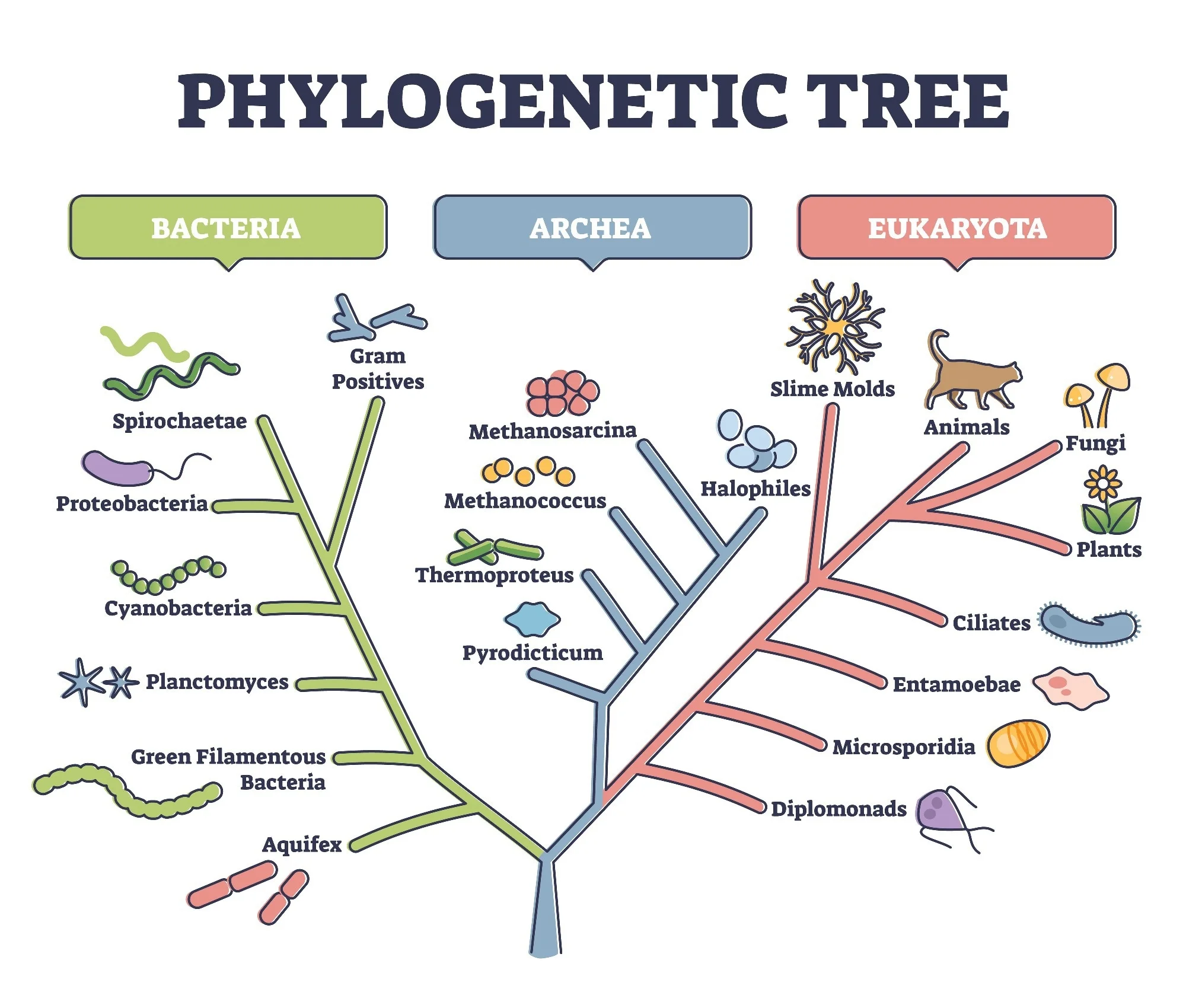 <p>Evolutionary relationships represented by a branching diagram </p><ul><li><p>tends to focus on similarities among organisms </p></li></ul><p></p>