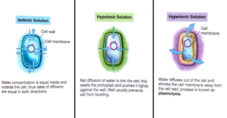 <p><strong>Hypotonic Environment</strong></p><ul><li><p>Not Harmful to bacteria</p></li></ul><p></p><p><strong>Hypertonic Environment </strong></p><ul><li><p>Most bacteria shrivel ( due to plasmolysis) and stop dividing </p></li><li><p>inhibit bacteria growth </p></li></ul><p></p>