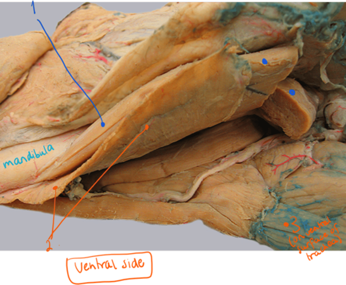 <p>identify muscles, lying on ventral side of dog. (between mandible).</p>