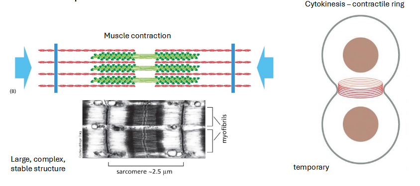 <p>motor protein</p>