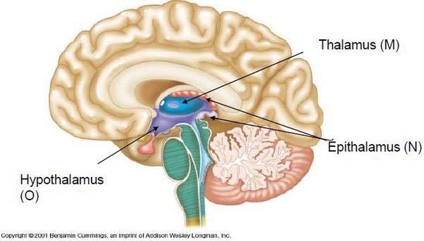 Unit 7.2 - Structure and Function of the Brain Flashcards | Knowt