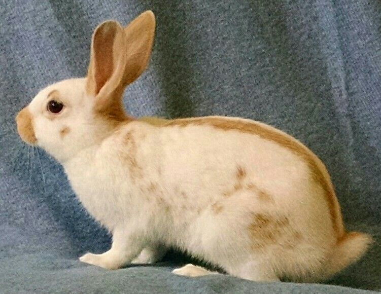 Rabbit
