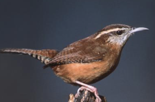 <p>what is this bird </p>