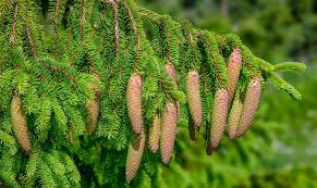 <p>4-sided needles roll in your fingers, sharp, grow all around the branch, woody peg</p>