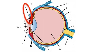 <p>part of eye</p><p>muscle that controls the size of the pupil</p>