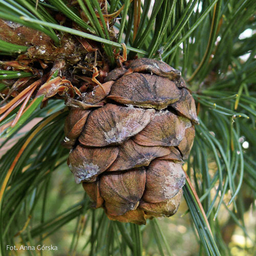 <p>Pinus cembra</p>