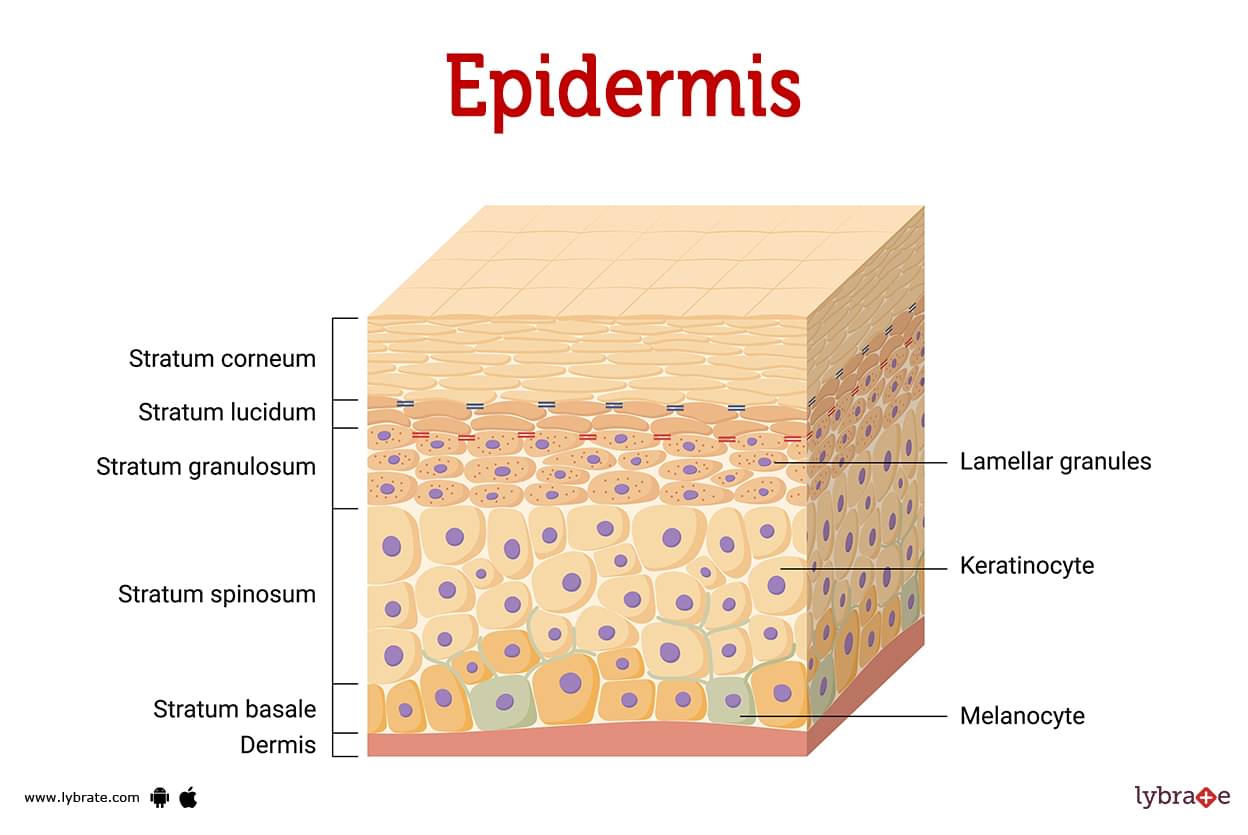 <p>Epidermis</p>