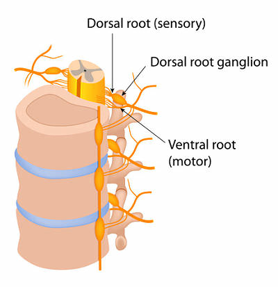 <p>Dorsal Root Ganglion</p>