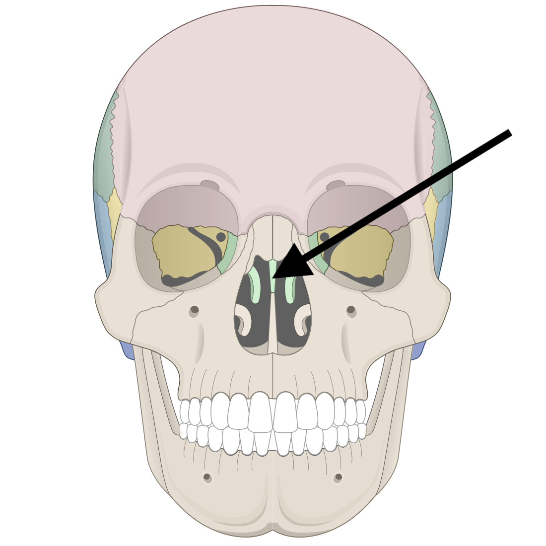 <p>Name the bone</p>