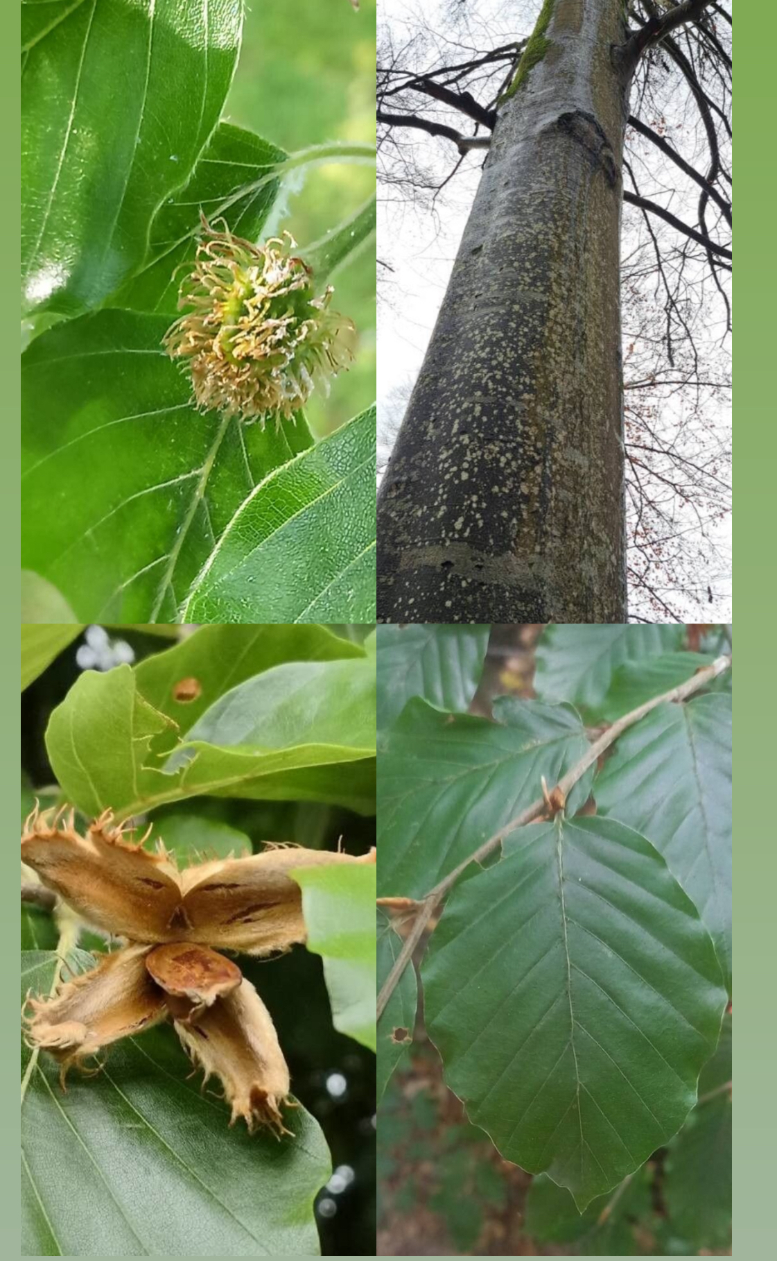 <p><span style="font-family: UICTFontTextStyleItalicBody; font-size: 19px;"><em>Fagus sylvatica</em></span></p>