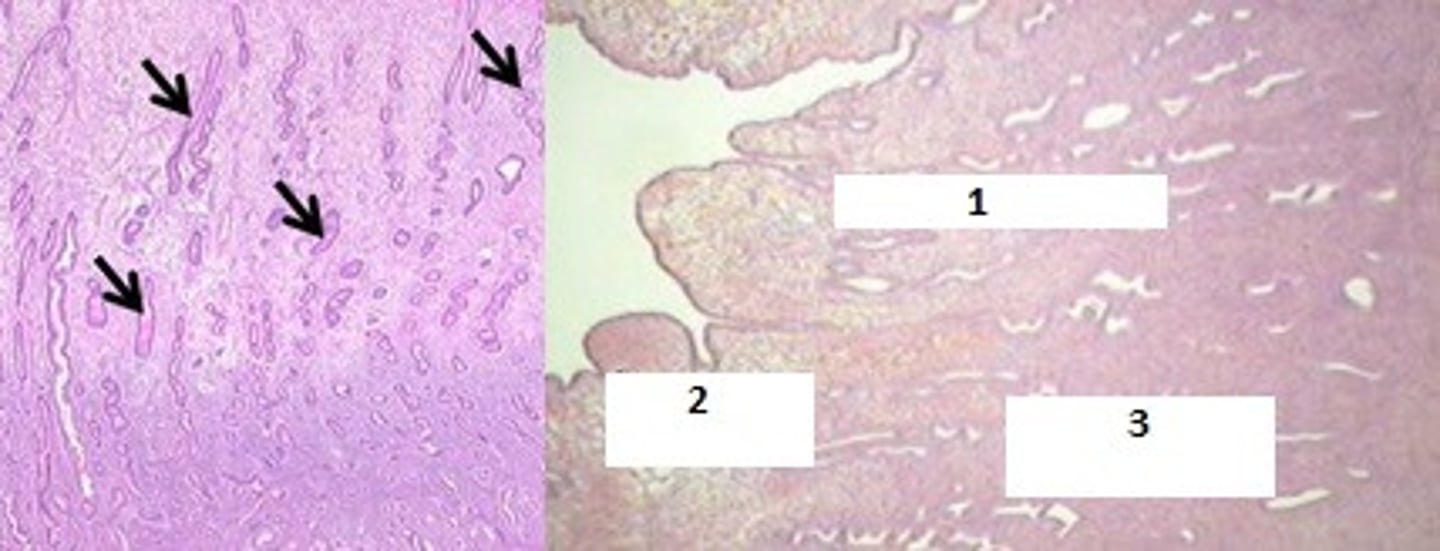 <p>Identify the black arrow &amp; # 1 - 3. What hormones cause changes in the layers?</p>
