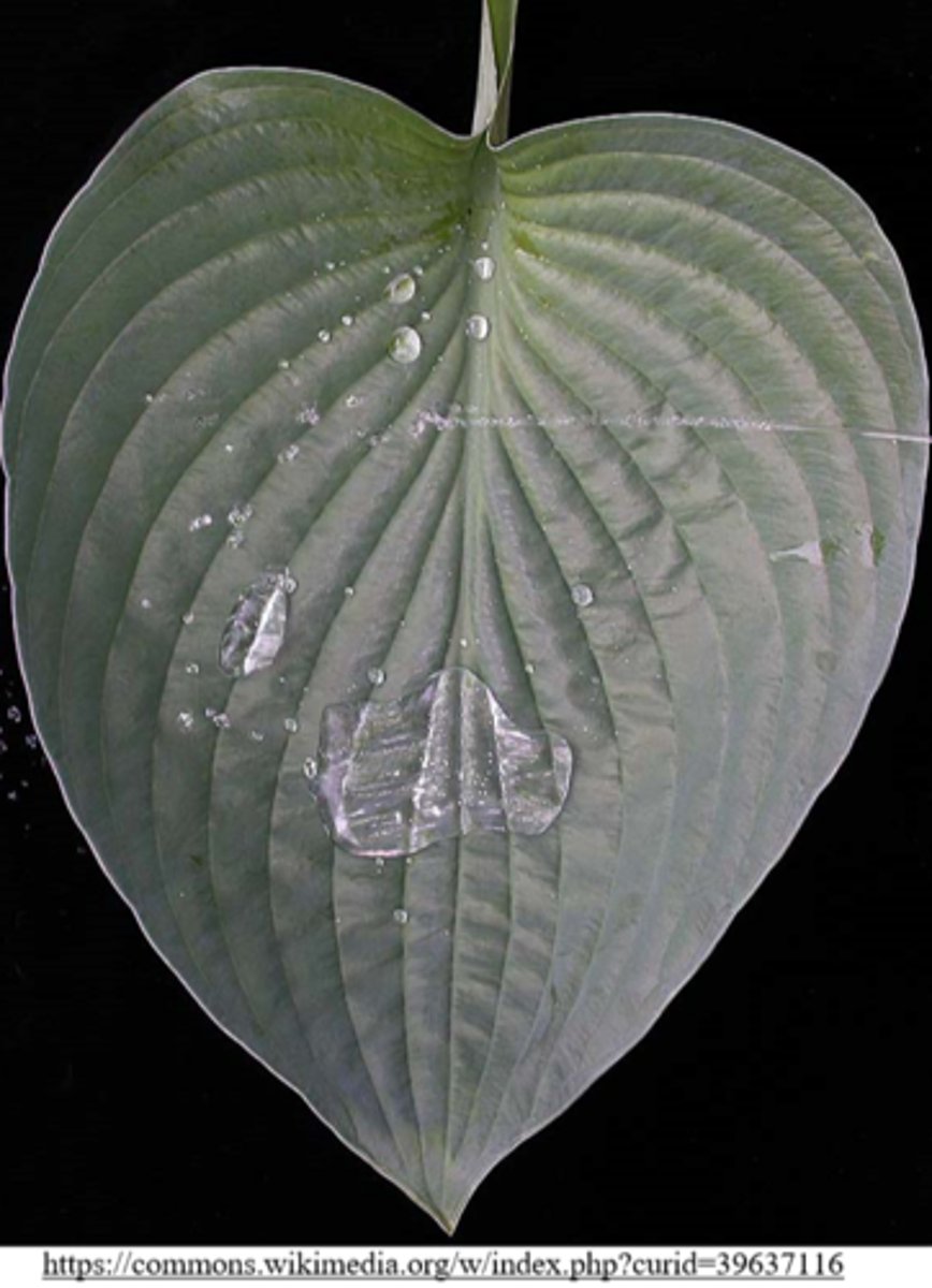 <p>it is a waxy layer that covers the epidermis ;</p>