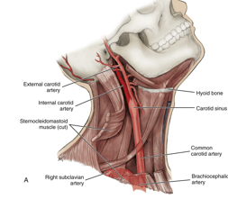 <ul><li><p>left side of body: originate directly from aorta&nbsp;</p></li><li><p>right side of body: branch off brachiocephalic artery</p></li></ul><p></p>