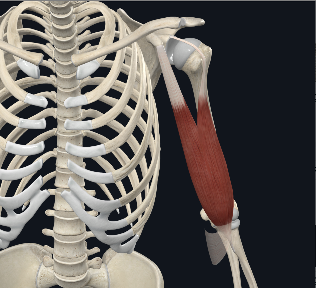 <p>short head = coracoid process of the scapula</p><p>long head = supraglenoid tubercle of the scapula</p>
