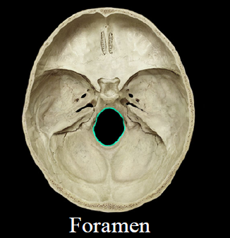 <ul><li><p>hole</p></li><li><p>Ex. Foramen magnum</p></li></ul>