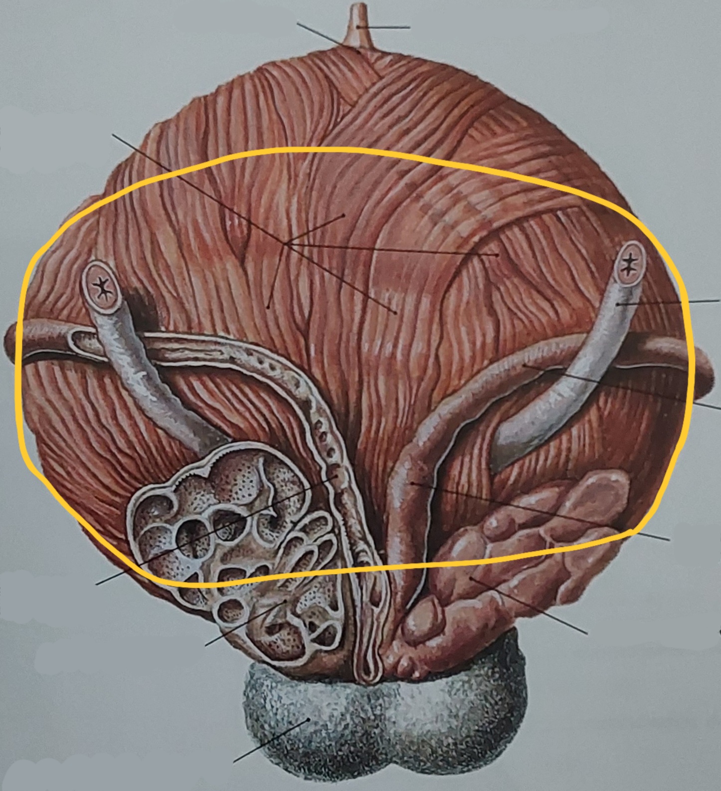 term image