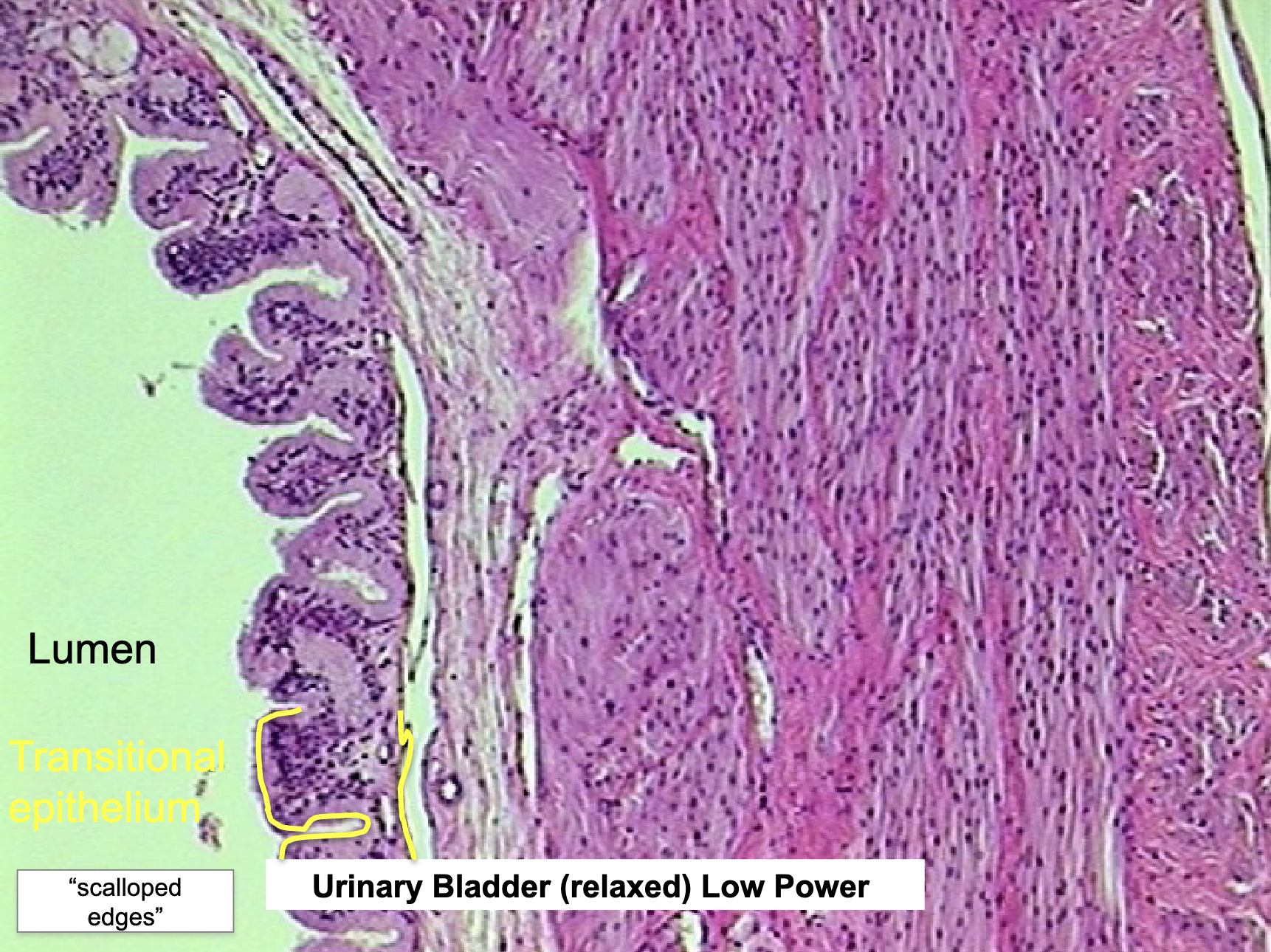 <ul><li><p>bladder, urethra, ureters, renal pelvis</p></li><li><p>allows for distension (holds and empties urine)</p></li></ul><p></p>