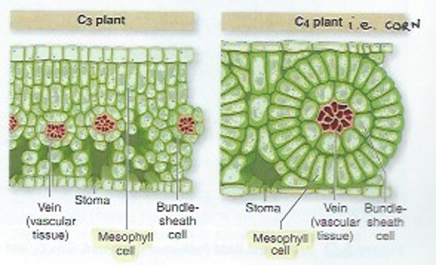 <p>Often looks organized in vertical layers</p><p>You can see distinct, elongated palisade cells at the top and loose spongy cells at the bottom.</p><p>Small Bundle Sheath: The bundle sheath cells around the vein are small, translucent, and contain very few or no chloroplasts</p>
