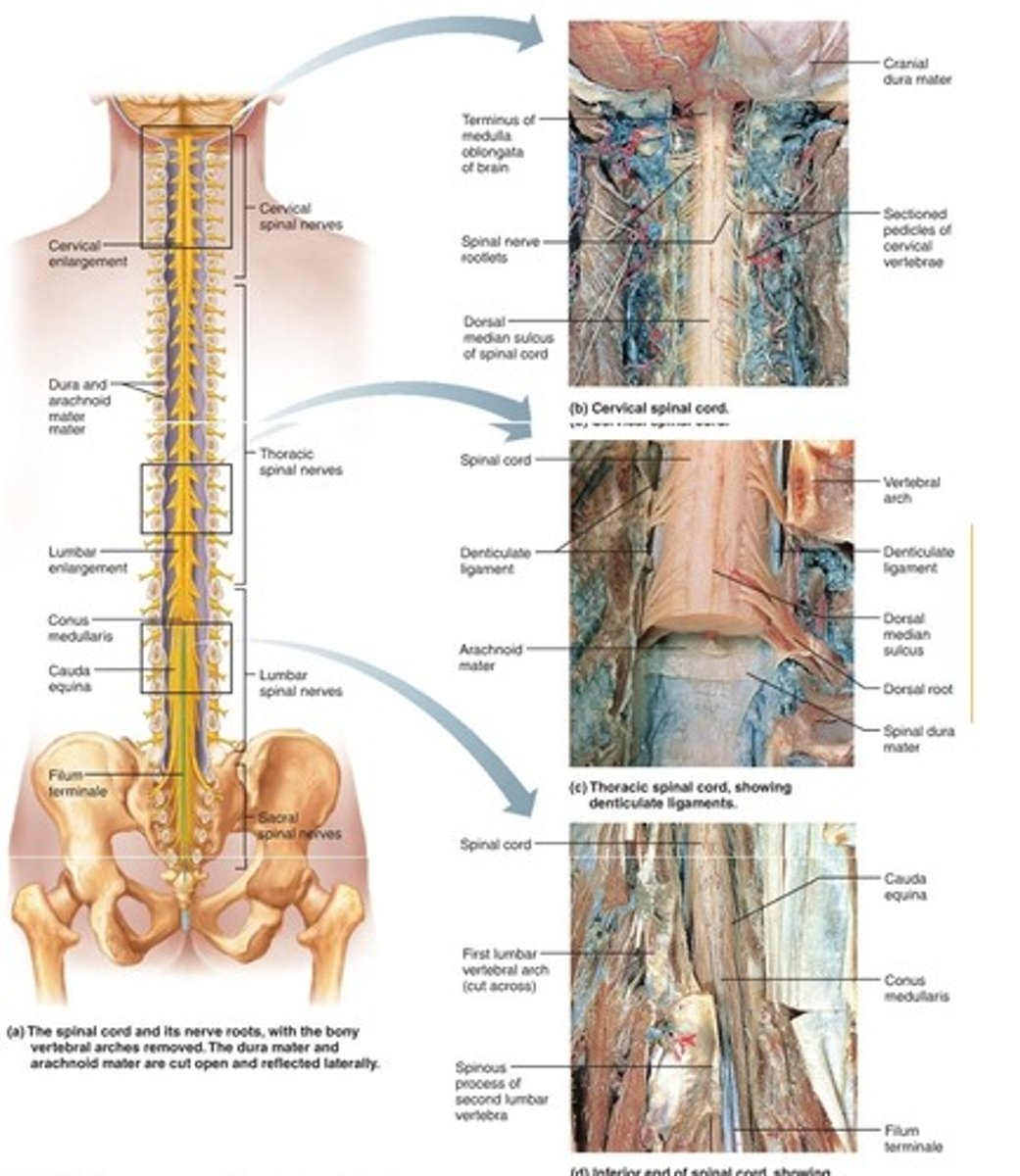 <p>a major part of the central nervous system which conducts sensory and motor nerve impulses to and from the brain</p>