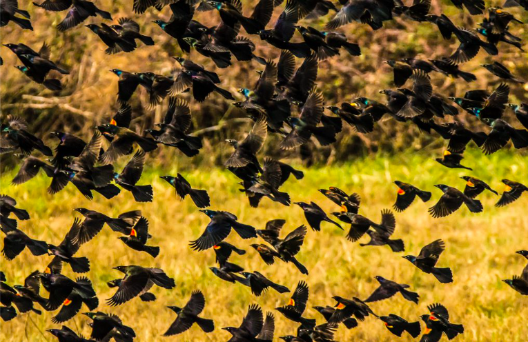 <p>Common Grackle</p>