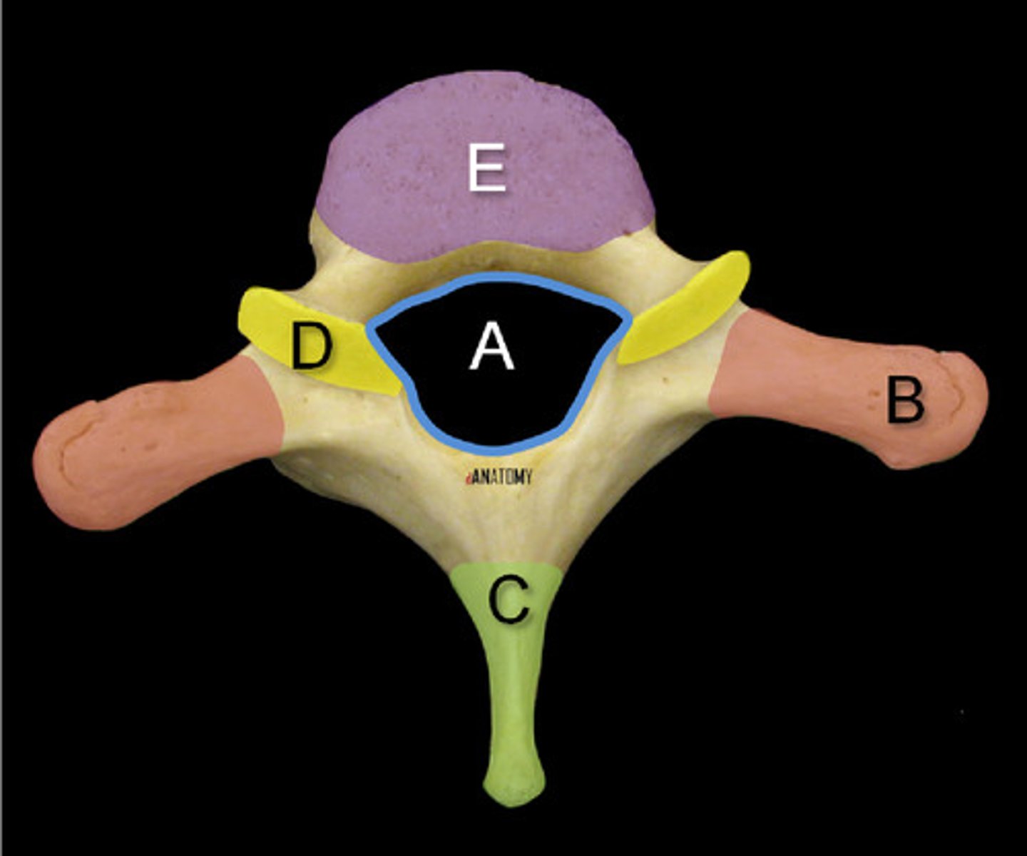 <p>The next 12 vertebrae of the spine (T1-12); Can be differentiated by its appearance of a giraffe when looked at posteriorly</p>
