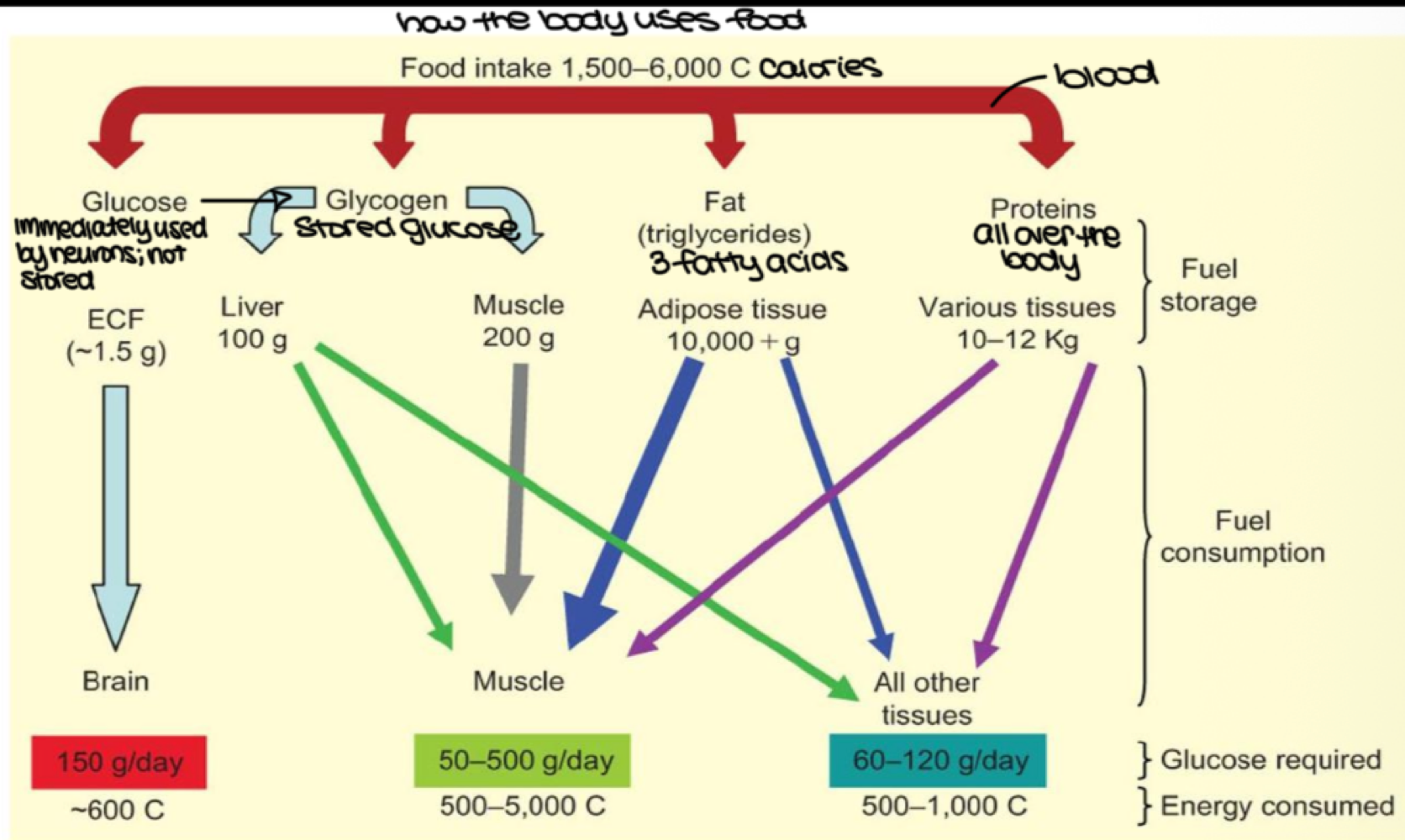 <p>glycogen&nbsp;</p>