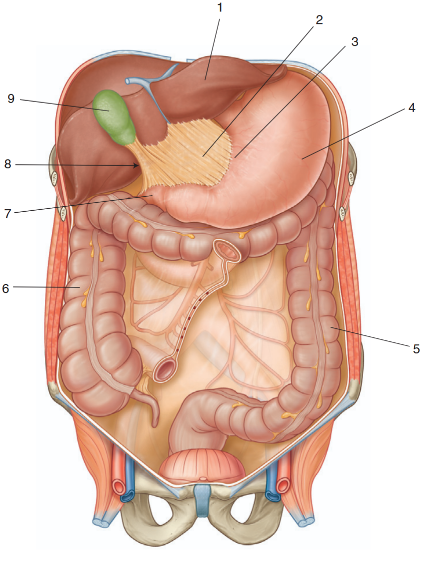 <p>Identify the indicated structures</p>