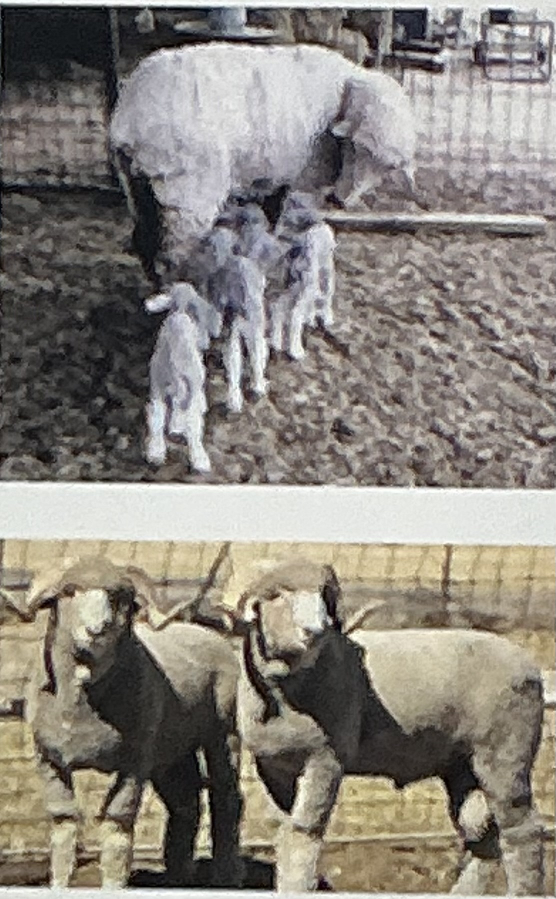 <p>Largest fine wool breed, adaptable to dry, high quality fine wool fleece, backbone western us sheep industry</p>