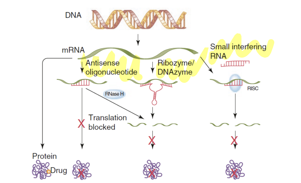 <p>bind to mRNA and break it down</p>