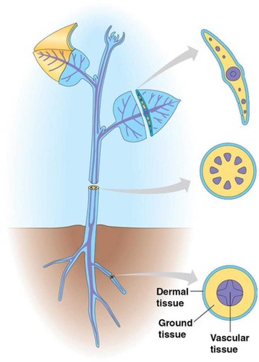<p>Xylem and phloem.</p>
