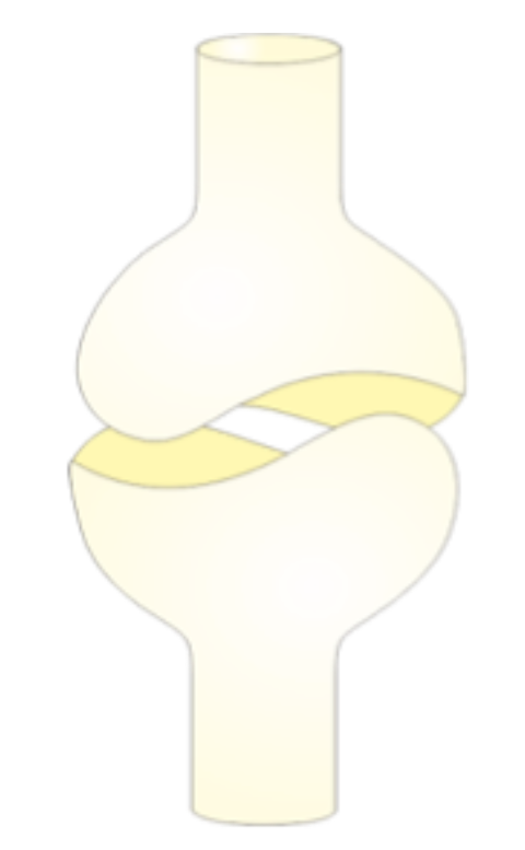 <p>A type of synovial joint.</p>