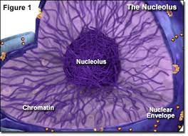 <p>A specialized structure in the nucleus, consisting of chromosomal regions containing ribosomal RNA (rRNA) genes along with the ribosomal proteins imported from the cytoplasm; site of rRNA synthesis and ribosomal subunit assembly; A complex of rRNA and protein molecules that function as a site of protein synthesis in the cytoplasm; consists of a large and small subunit. In eukaryotic cells, each subunit is assembled in the nucleolus. </p>