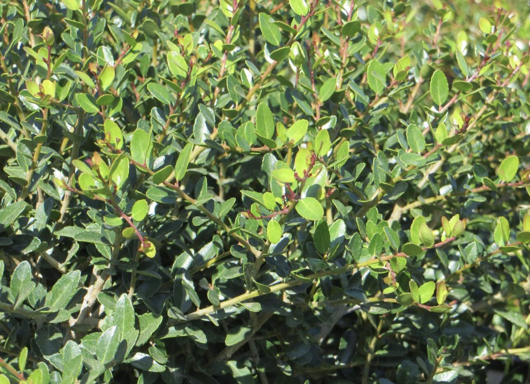 Dwarf Yaupon Holly
