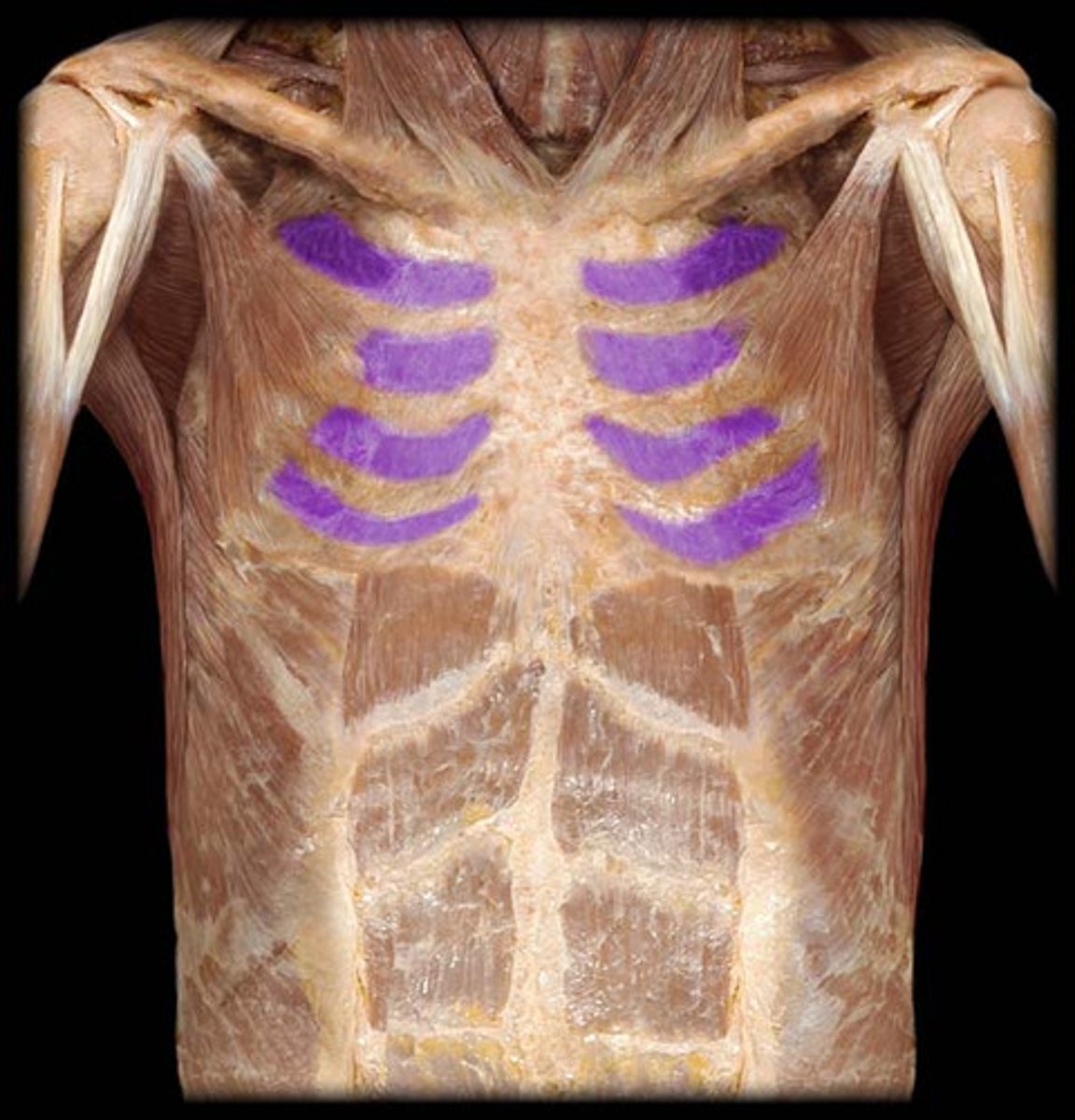 <p>muscles between the ribs</p>