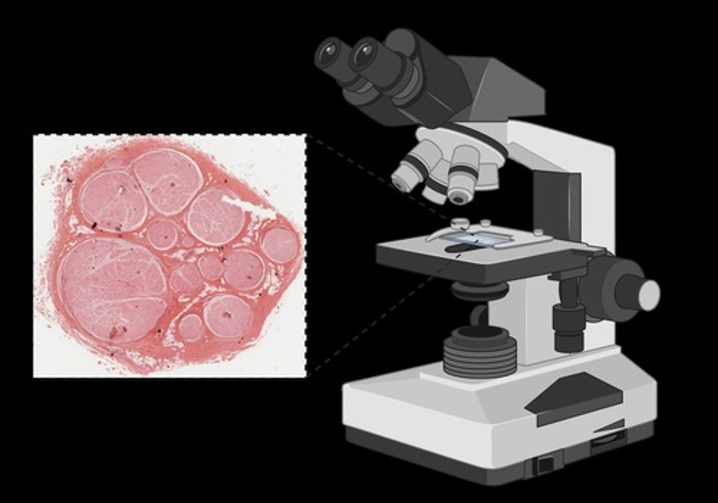 <p>A commonly used staining method in histology</p>